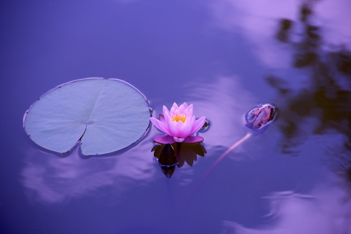 The Power of Mindfulness: Enhancing Well-being and Focus